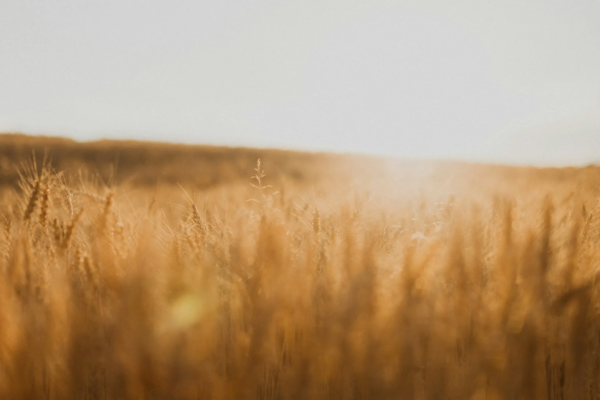 Golden wheat field at dusk — the raw material of the food trade